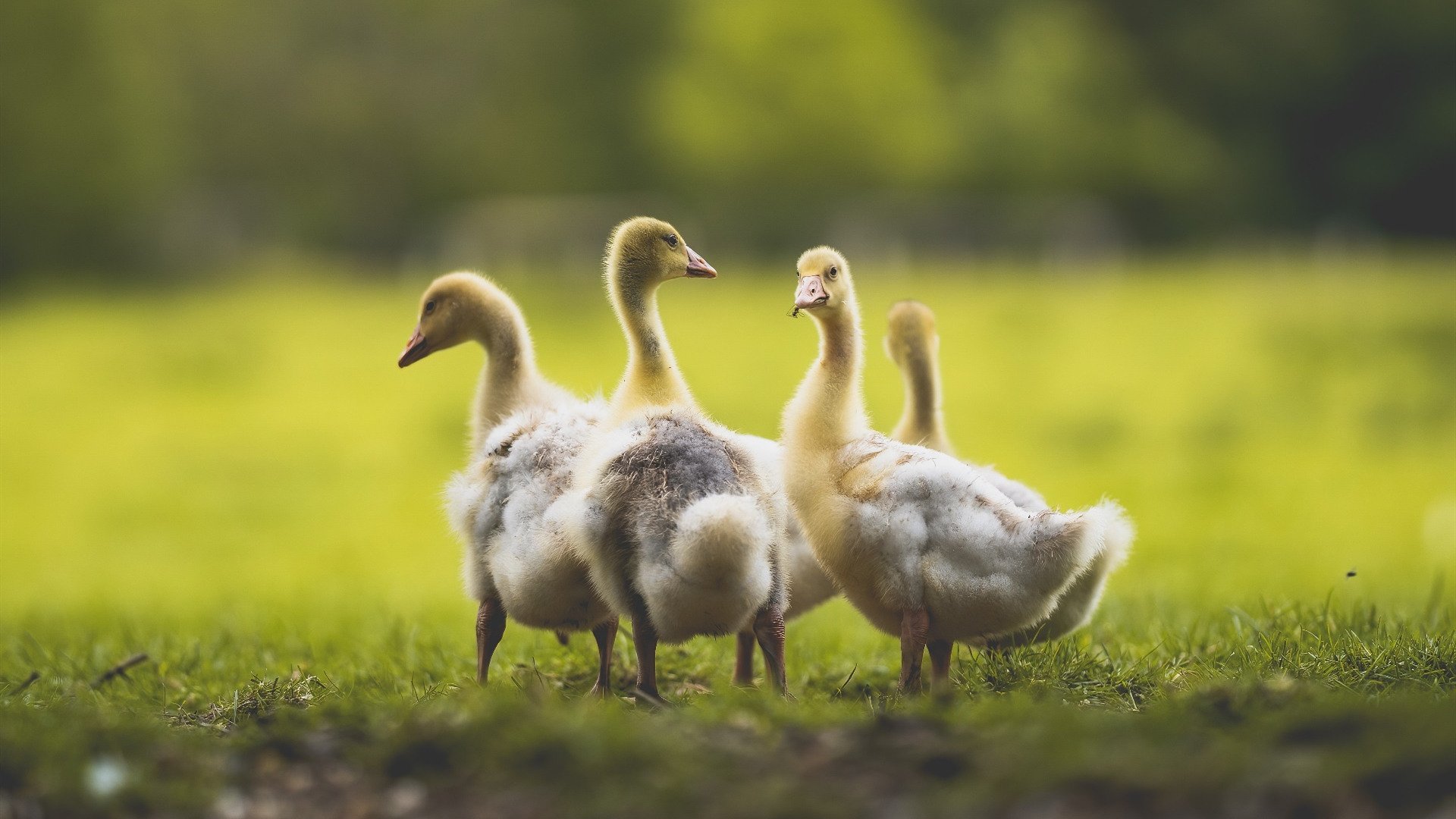 赫罗纳高位压迫打乱对手组织节奏,赫罗纳对萨拉戈萨